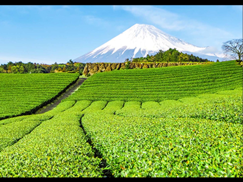 Goway adds new Kyushu and Shizuoka packages to its line-up