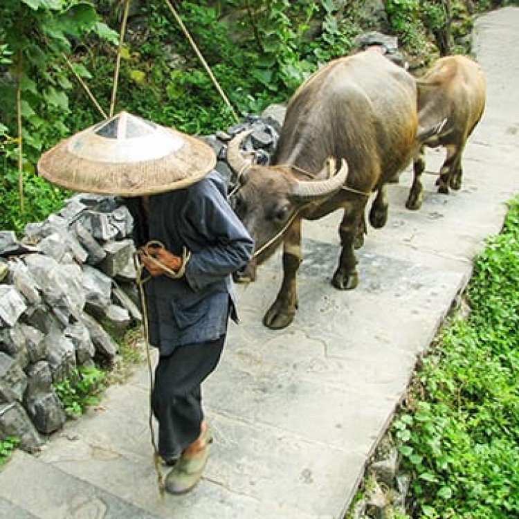 Chase | China - C1204 Leading buffalo home for the night