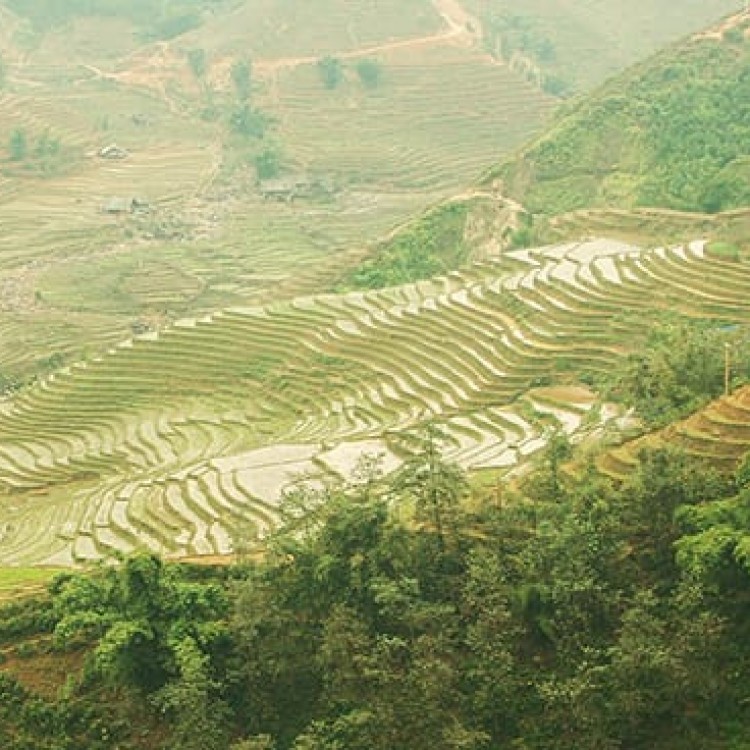 Chase | Vietnam - A 002c Rice terraces