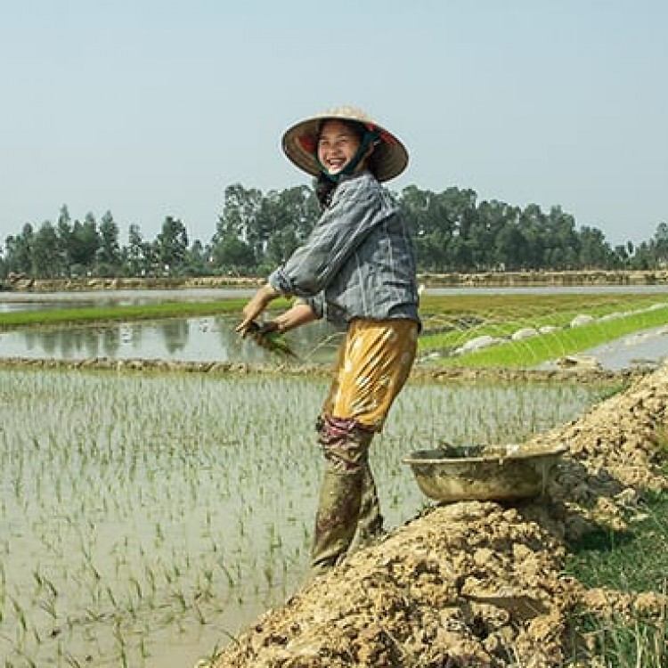 Chase | Vietnam - A 140 Working rice paddies