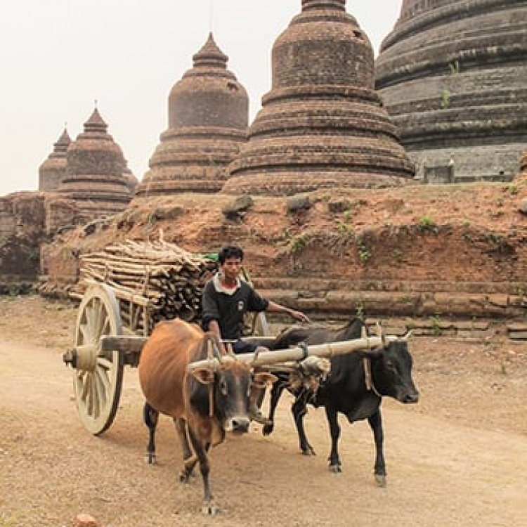 Chase | Burma - F 7718 oxen and pagodas of Mrauk